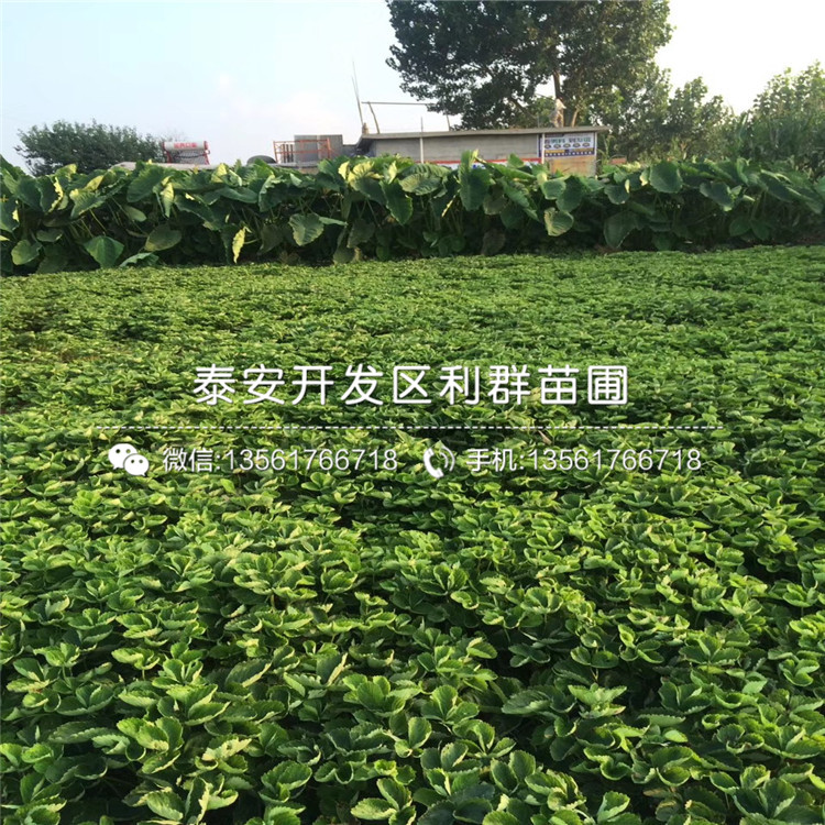 山東妙香7號草莓苗、山東妙香7號草莓苗多少錢一棵