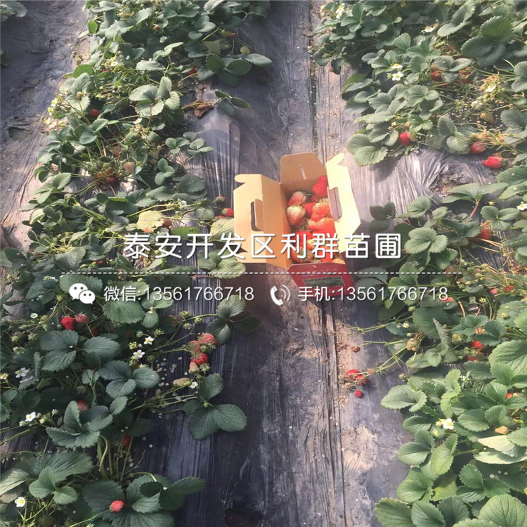 鬼怒甘草莓苗出售、2019年鬼怒甘草莓苗價(jià)格及報(bào)價(jià)