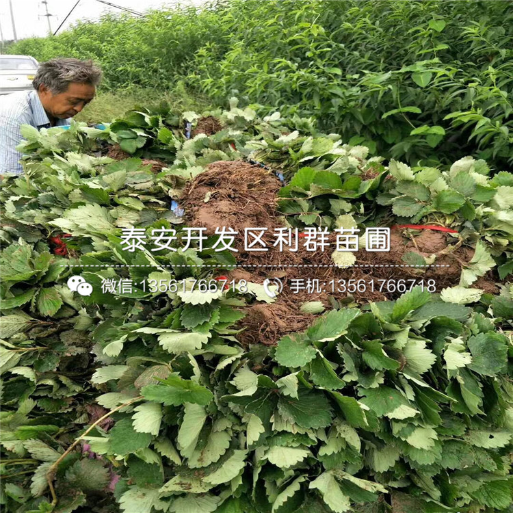 新品種草莓苗品種