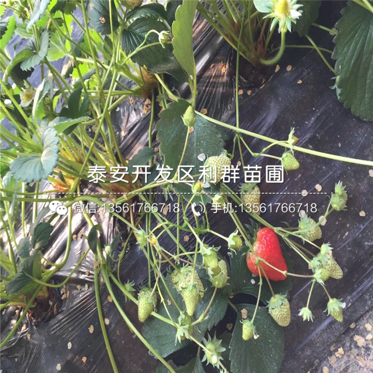 山東四季草莓苗出售基地