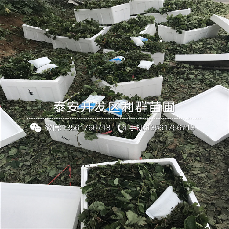 出售草莓苗哪里有賣、出售草莓苗多少錢一棵