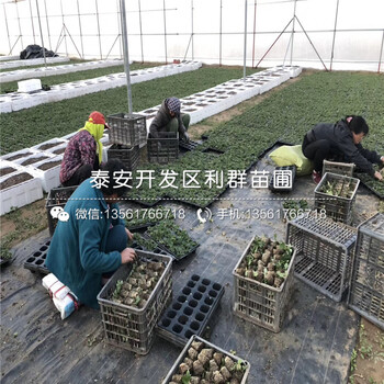 奶油草莓苗多少錢、2019年奶油草莓苗報(bào)價(jià)及價(jià)格