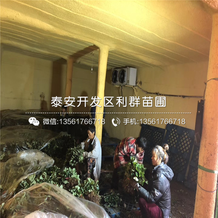拉松6號草莓苗新品種、2019年拉松6號草莓苗多少錢一棵