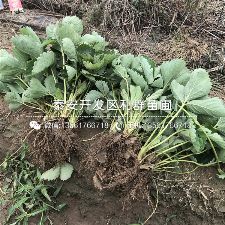 2019年白雪天使草莓苗什么價(jià)格