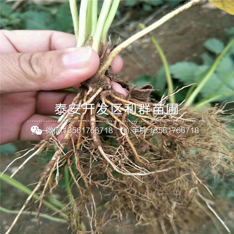 雪里香草莓苗批发、雪里香草莓苗基地