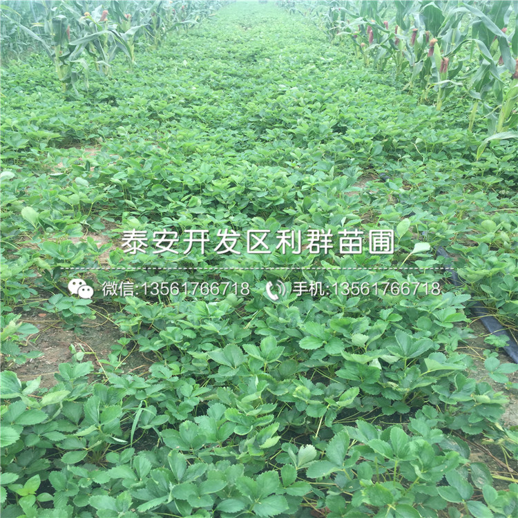 2019年红玉草莓苗价格多少