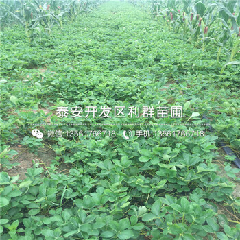 山東草莓苗價格、山東草莓苗價格