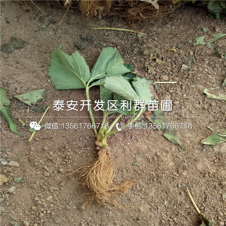 山東阿爾比草莓苗、山東阿爾比草莓苗出售價(jià)格是多少