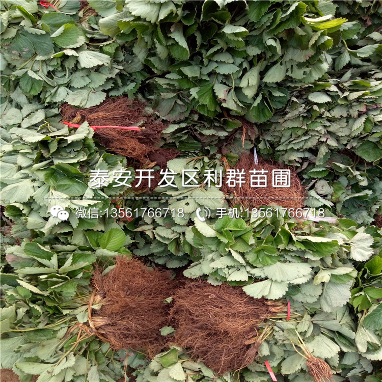 2019年咖啡草莓苗、2019年咖啡草莓苗價格多少