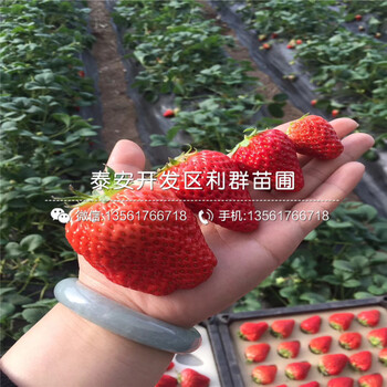 盆栽草莓苗、盆栽草莓苗多少钱