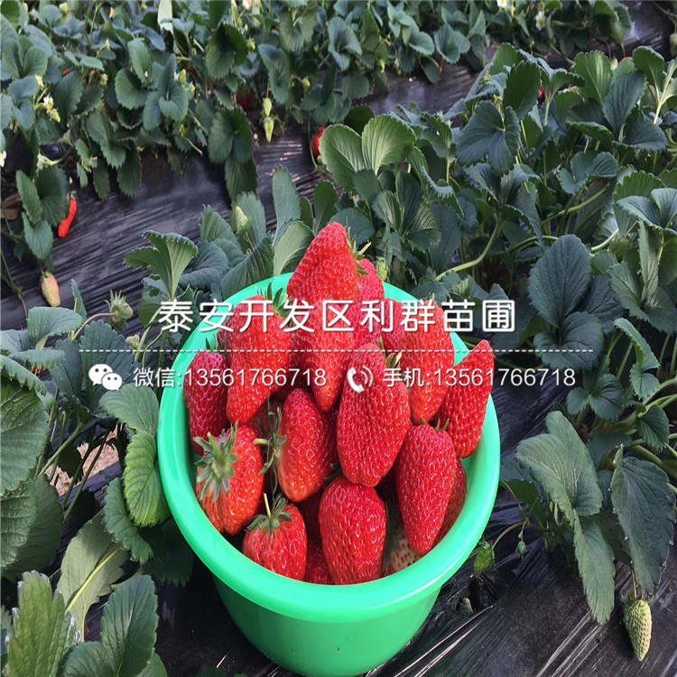 京桃香草莓苗销售基地
