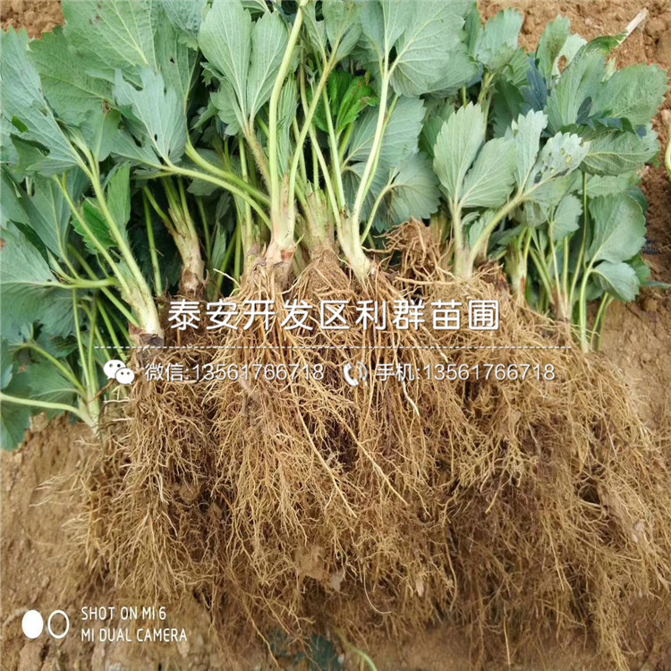 哪里有新品種草莓苗批發(fā)、2019年新品種草莓苗價格