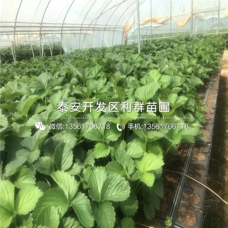 丰香草莓苗、2019年丰香草莓苗基地