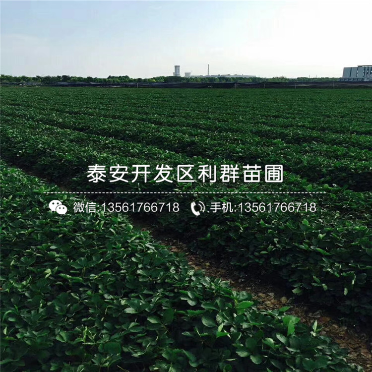 拉松6號草莓苗多少錢一棵、拉松6號草莓苗出售價格