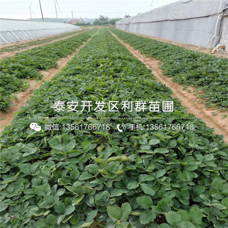 山東拉松6號草莓苗基地