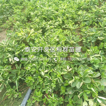 2019年桃熏草莓苗、2019年桃熏草莓苗報(bào)價(jià)