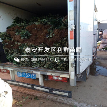 2019年白雪公主白草莓苗批發(fā)基地