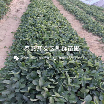 2019年拉松6号草莓苗多少钱一棵