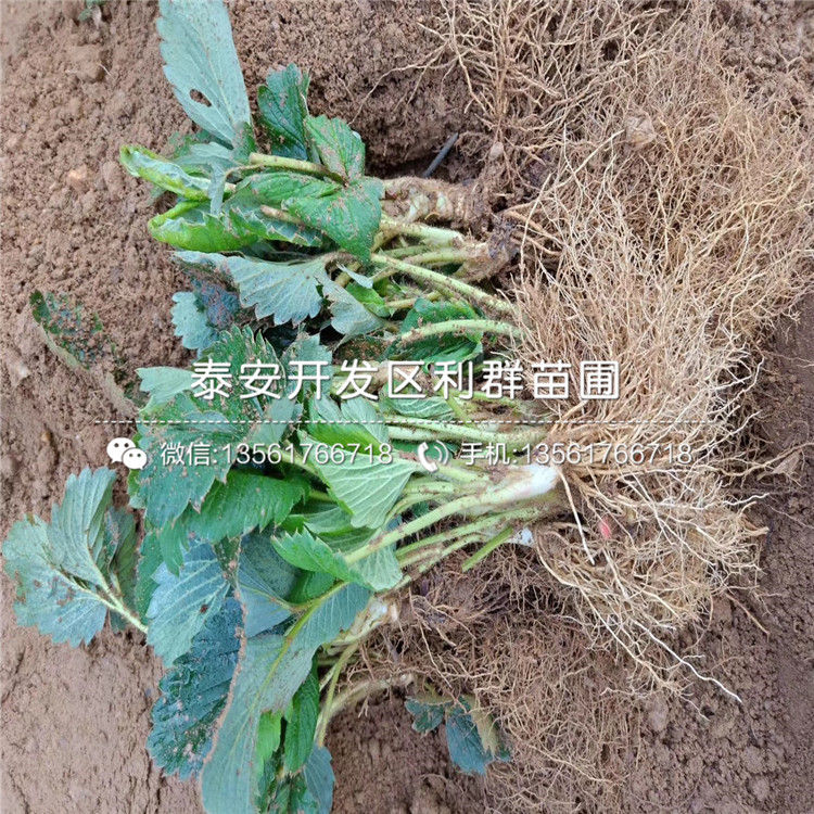 甜寶草莓苗多少錢、甜寶草莓苗多少錢一株