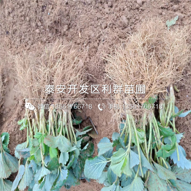 章姬草莓苗價(jià)格多少錢