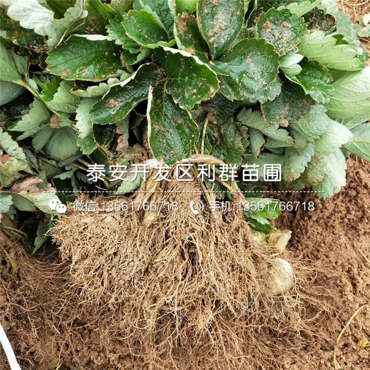 山東四季草莓苗出售基地