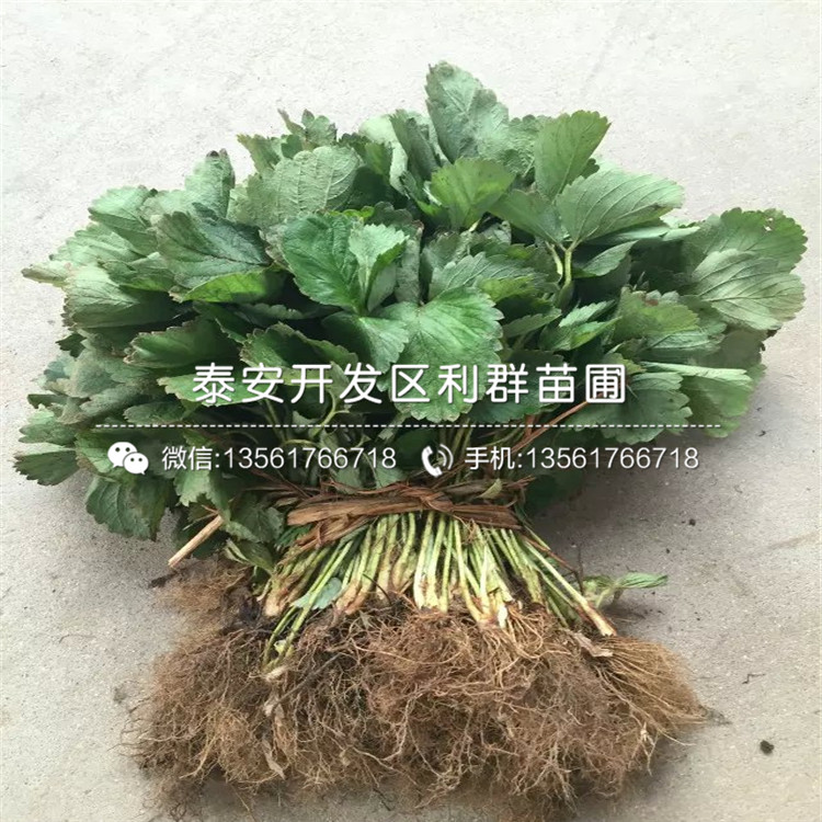 天仙醉草莓苗、天仙醉草莓苗行情报价