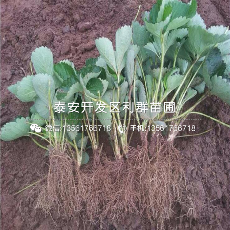 蒙特瑞草莓苗、蒙特瑞草莓苗报价及价格