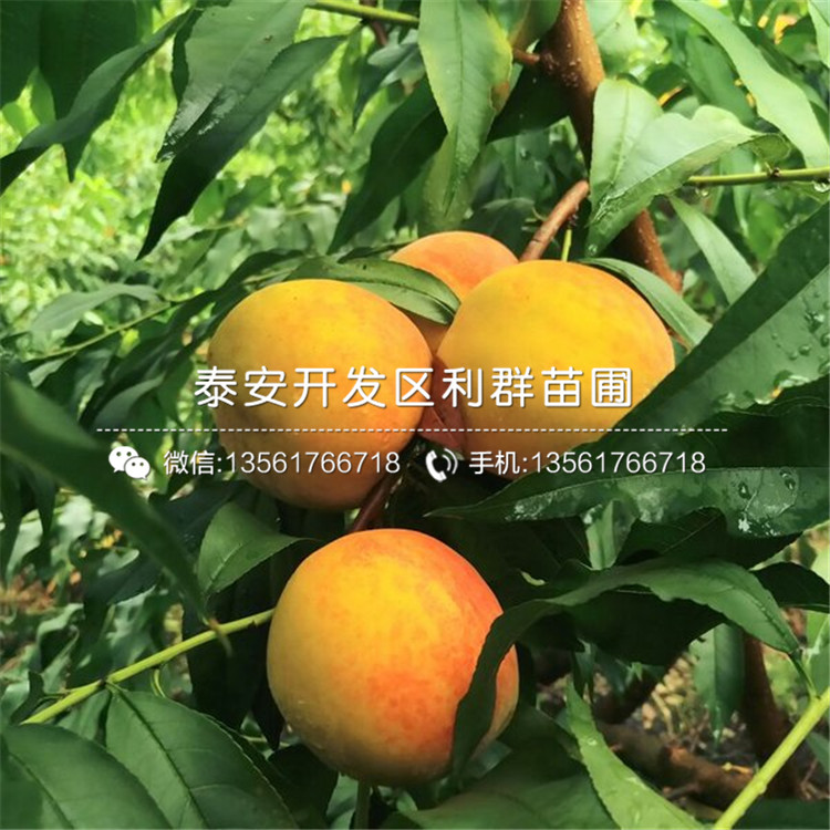 新黃金蜜一號2019價格