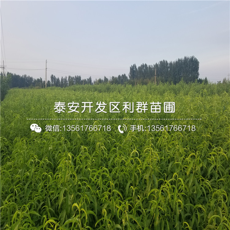 新品種新黃金蜜一號