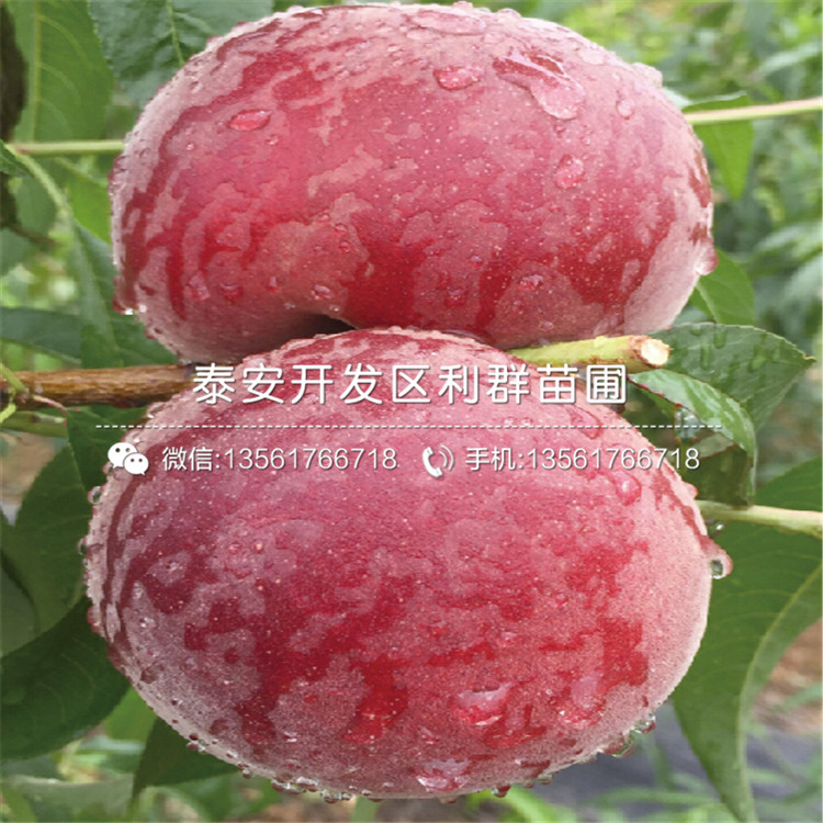 新黃金蜜一號2019價格
