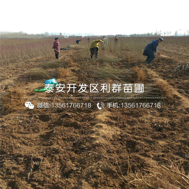 新黃金蜜一號2019價格