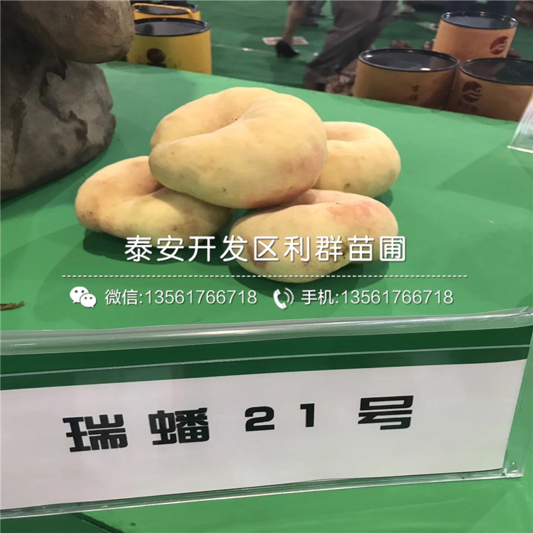 新品種新黃金蜜一號