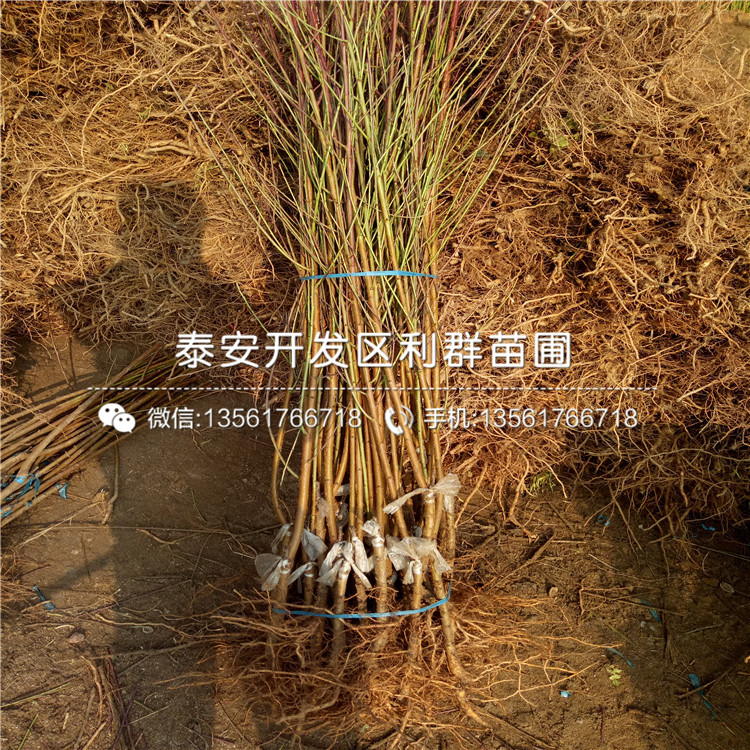 新黃金蜜一號2019價格