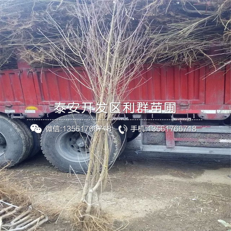 新品種新黃金蜜一號