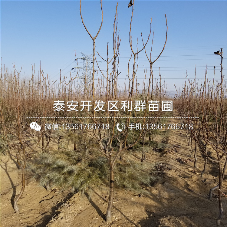 紅星梨樹苗多少錢、紅星梨樹苗多少錢一棵