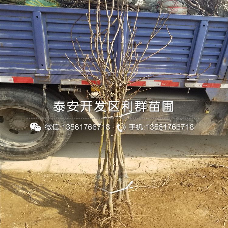 皇冠梨樹苗基地、皇冠梨樹苗什么價格