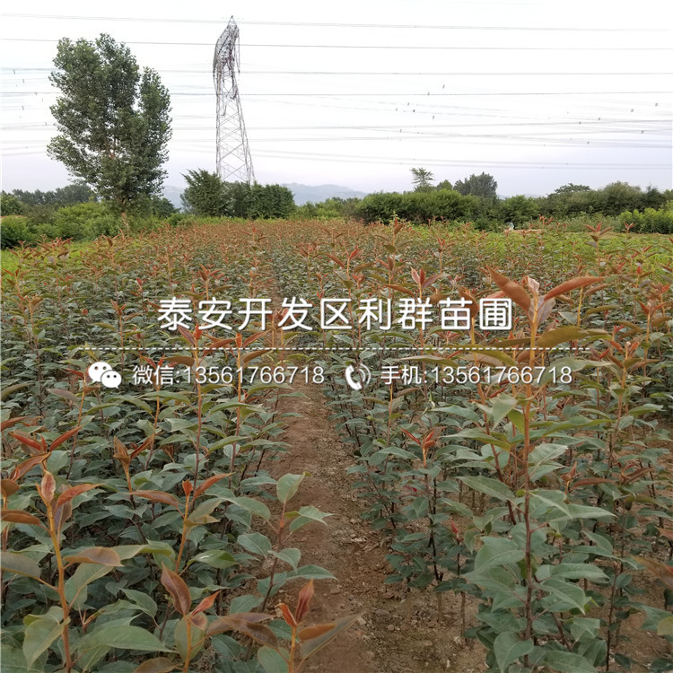 丑梨苗品種簡介、2019年丑梨苗價(jià)格及報(bào)價(jià)