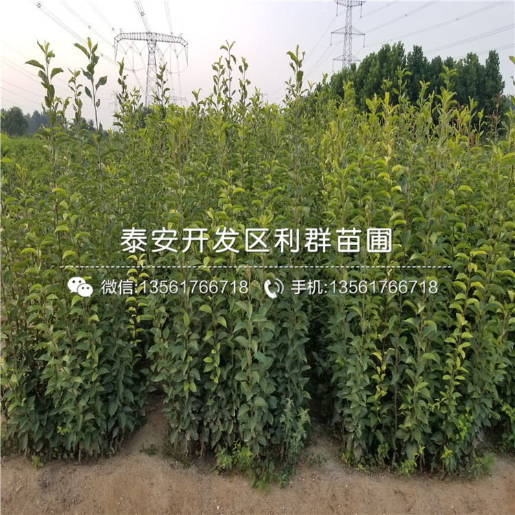 中梨4號(hào)梨苗、中梨4號(hào)梨苗多少錢一棵