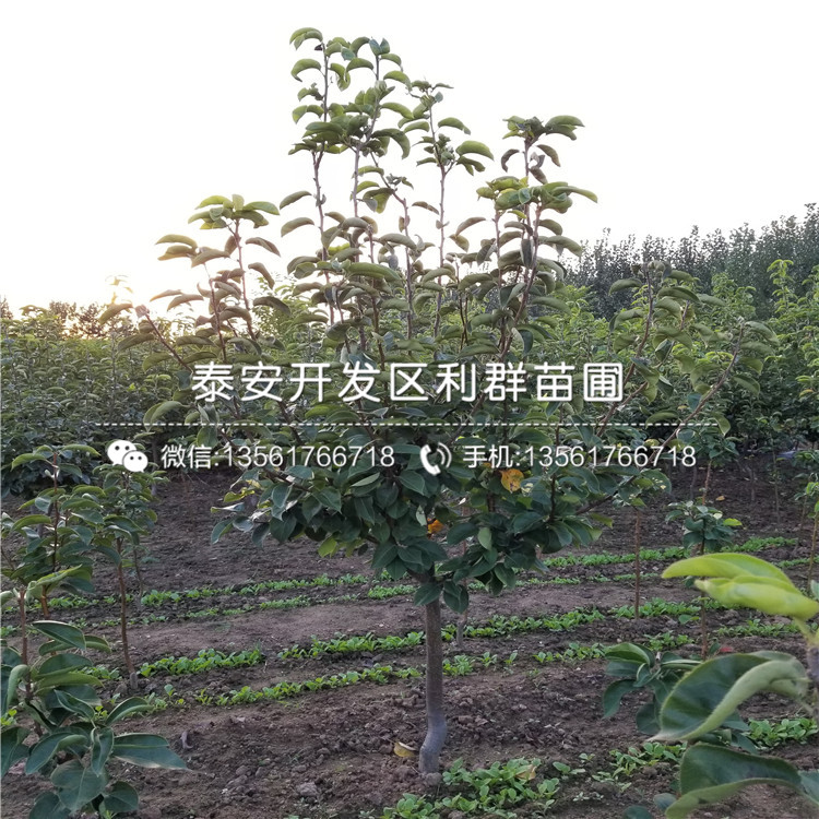 山東奇紅早酥梨樹苗、山東奇紅早酥梨樹苗價(jià)格