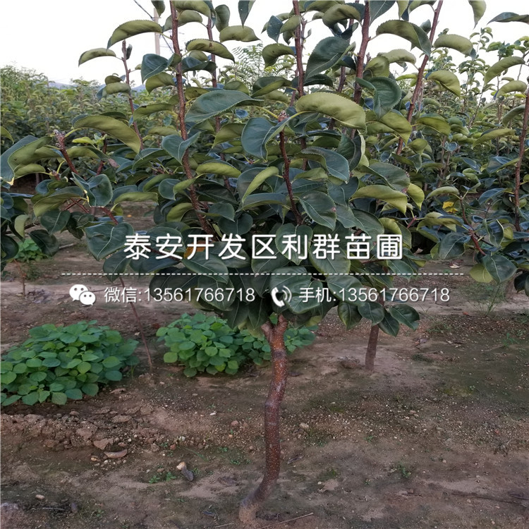 紅巴梨樹苗、紅巴梨樹苗批發(fā)價格