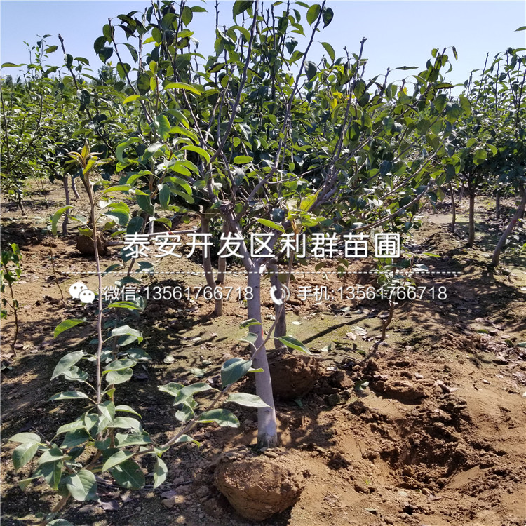 山東三紅梨苗、山東三紅梨苗什么價格