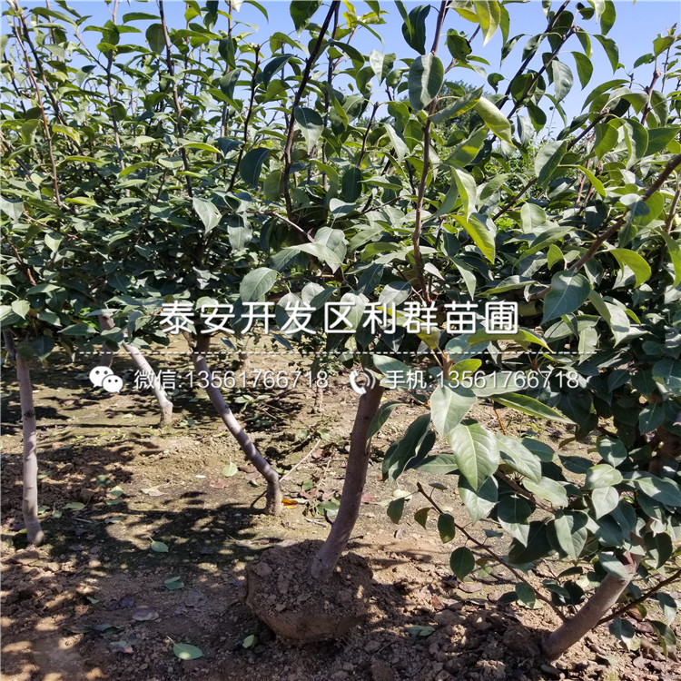 翠玉梨苗、翠玉梨苗報價及價格
