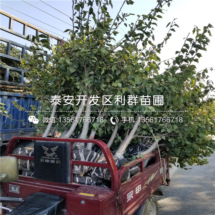 紅星梨樹苗多少錢、紅星梨樹苗多少錢一棵