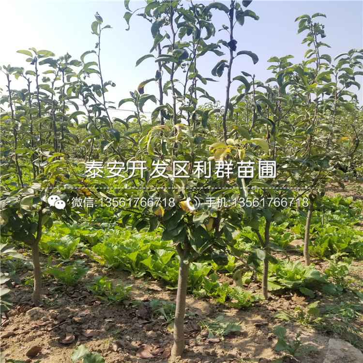 新梨7號梨樹苗品種介紹、新梨7號梨樹苗多少錢一棵