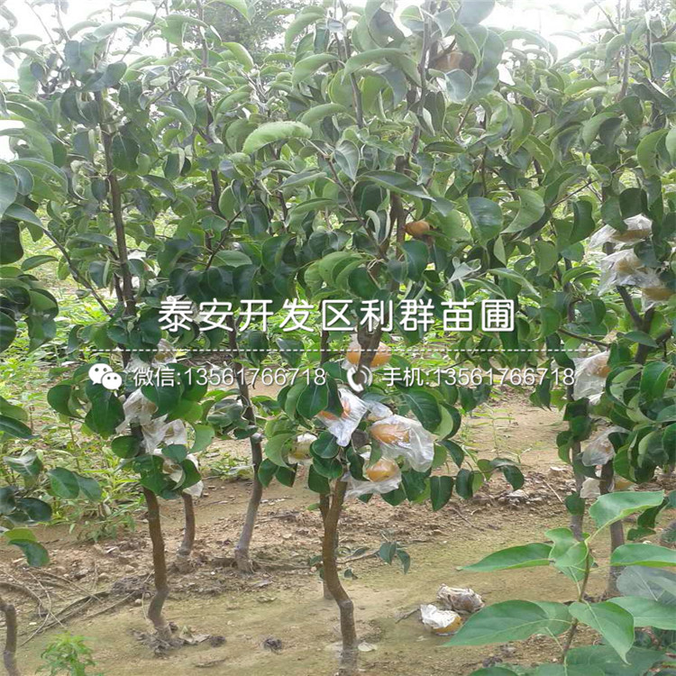 3公分梨樹苗品種