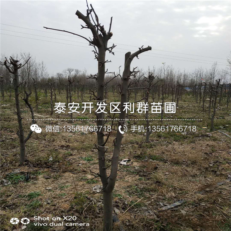 杜梨苗哪里便宜、杜梨苗價(jià)格是多少