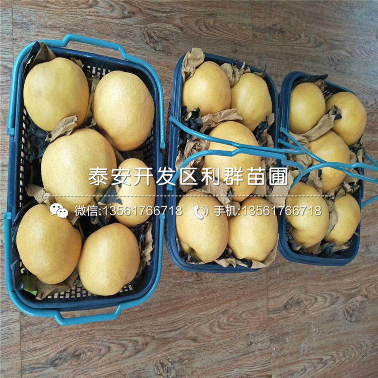 翡翠梨樹苗批發(fā)基地、翡翠梨樹苗價格及報價