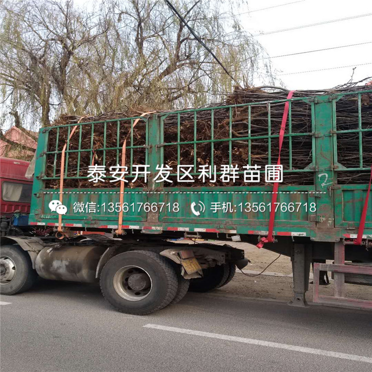 3公分梨樹苗品種