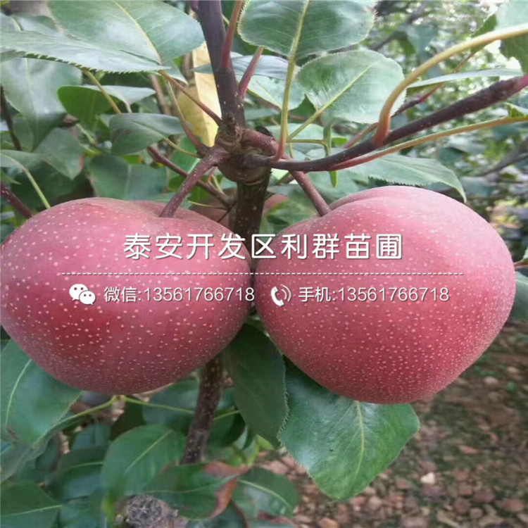 早酥梨苗價格多少