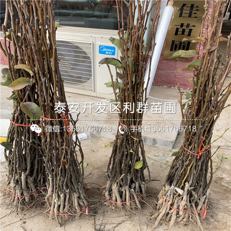 丑梨苗多少錢(qián)、2019年丑梨苗多少錢(qián)一棵